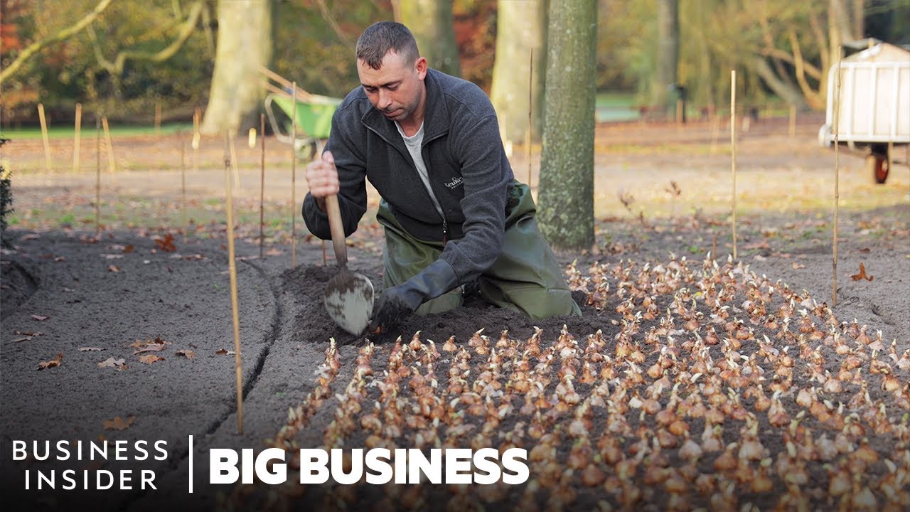 How 7 Million Flowers Are Planted At Keukenhof Every Year | Big Business