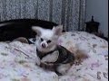 【飼い主と寝るのが嬉しくて大喜びのチワワ】 Chihuahua happy to sleep with the owner