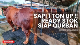 REVIEW SAPI JUMBO 1 TON UP ‼️ SIAP QURBAN 2024 JABODETABEK | SUMBER TERNAK FARM