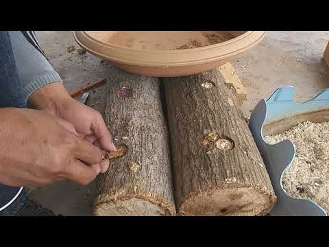 วีดีโอ: วิธีทำบัควีทกับเห็ดแห้งและก้านเนื้อ