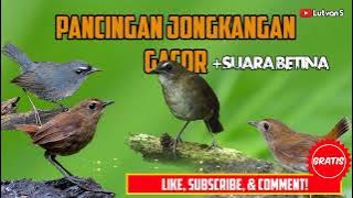 Terapi Dan Pancingan Suara Burung Jongkangan. Ampuh‼️