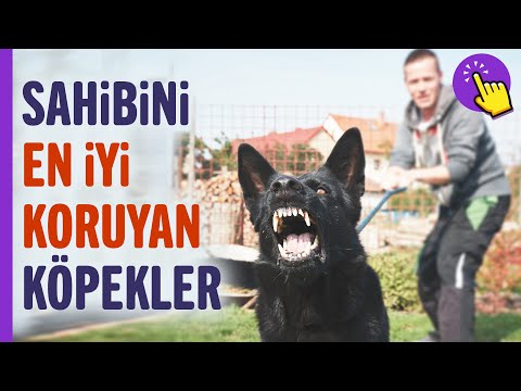 Sahibini en iyi koruyan köpekler! | Hayvanlar Alemi | İlginç bilgiler | Aklında olsun