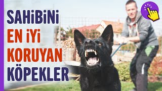 Sahibini en iyi koruyan köpekler! | Hayvanlar Alemi | İlginç bilgiler | Aklında olsun