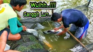 Proses Pemijahan Ikan Bawal langsung Dari Petani nya_Purwonegoro,Banjarnegara.