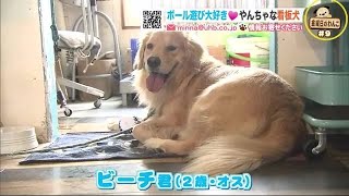 ボール＆雪遊び大好き！男性にはほえちゃう