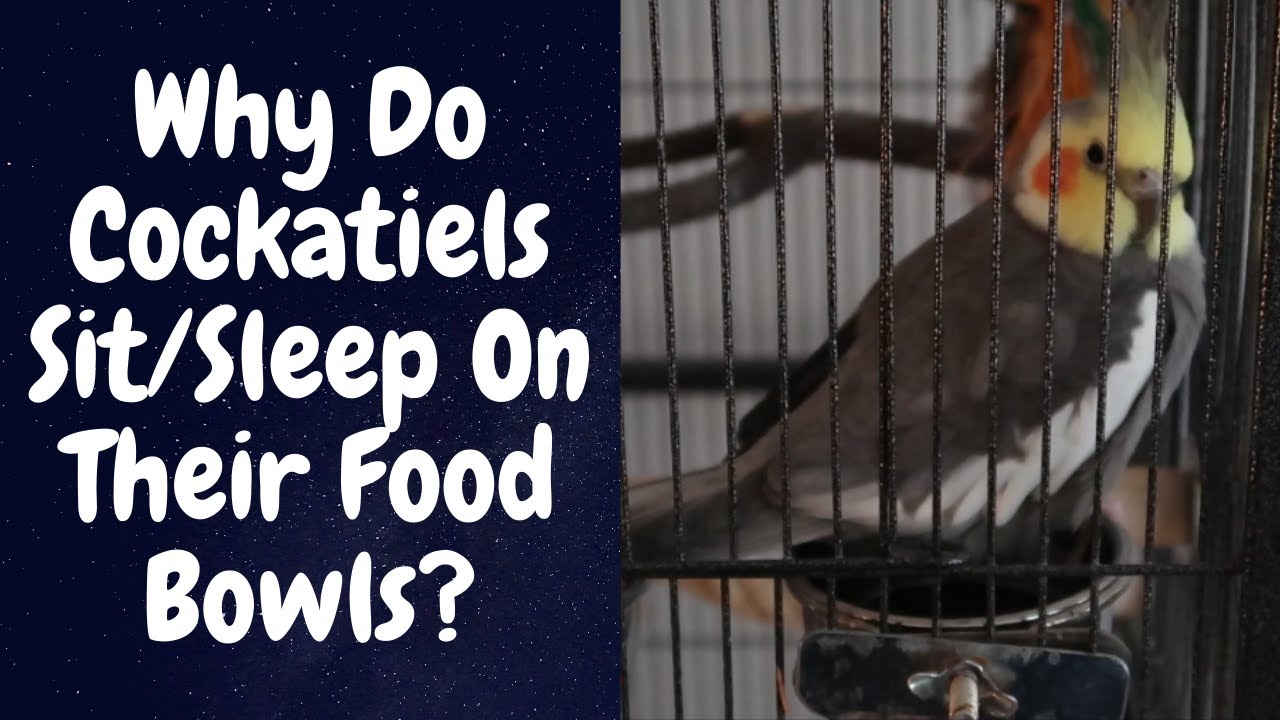 Why Do Cockatiels Sit/Sleep On Their Food Bowls Parrot Behaviour