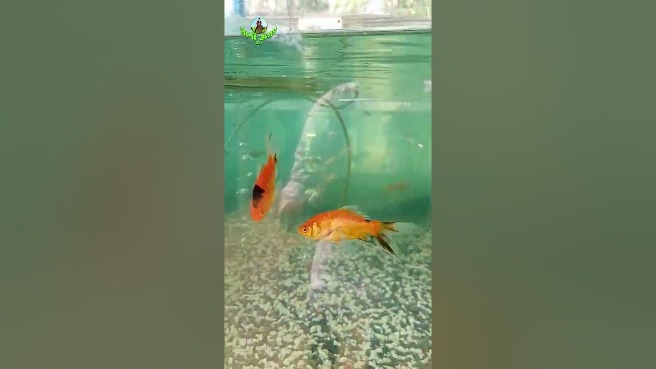 Janitor Fish And Goldfish In One Aquarium Aquarium Goldfish Fish janitor-fish-and-goldfish-in-one-aquarium-aquarium-goldfish-fish