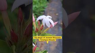"Jasmine in Full Bloom 🌼 | Nature’s Fragrance Unfolds"#ytshorts #beautiful#flower