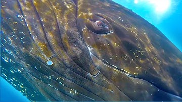 Closest Ever Footage Of HUMPBACK WHALE! | Eye to Eye with a Humpback Whale