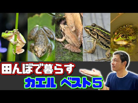 24.【ベスト】田んぼのカエルをランキング形式で解説！