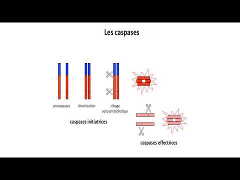 Vidéo: Signalisation CD95 Pro Et Anti-apoptotique Dans Les Cellules T