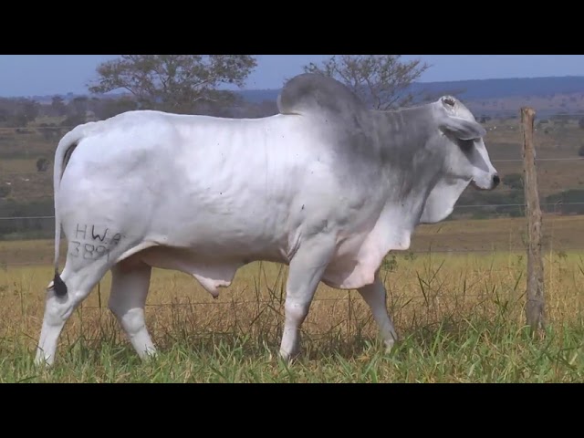 LOTE 48   HWA 3891 mp4