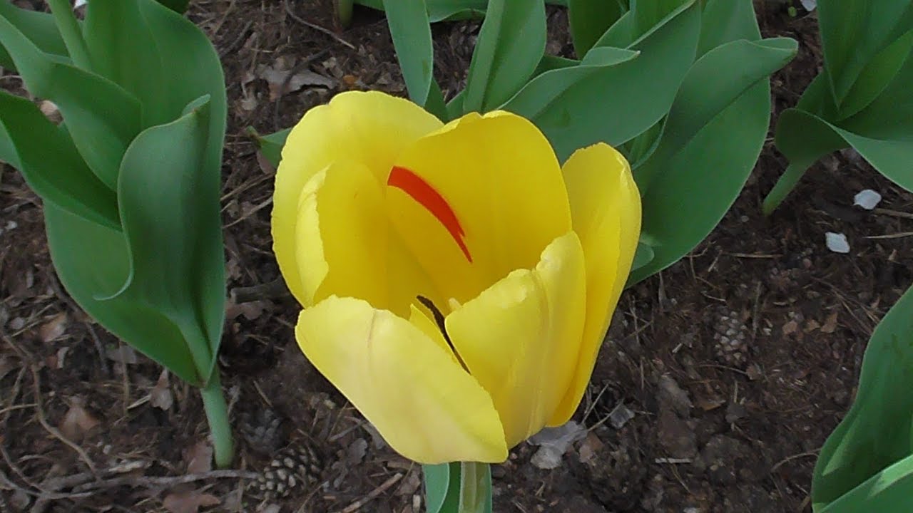 На желтом тюльпане обнаружил красную полоску