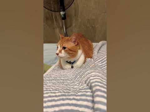 The best cat combo - YouTube