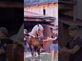 Beautiful horse