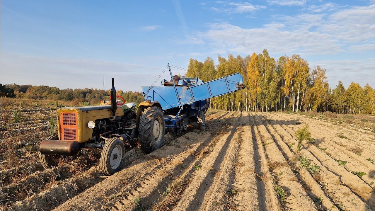 Jak się spisuje Kombajn Anna kupiony za 5000 zł ? jak plonują ziemniaki Esmee ?