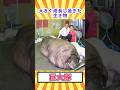【閲覧注意】大きく成長し過ぎた生き物「巨大豚」【ゆっくり解説】 #どうぶつのひきこ森 #ゆっくり解説 #へんないきもの #閲覧注意