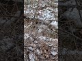 small creek waterfall in December
