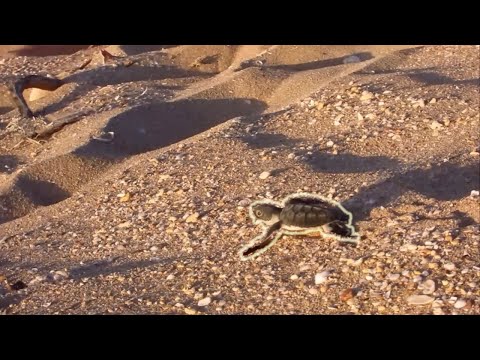 Tiny Baby Turtle Migrates To Ocean