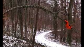 Marco Schuler - Layaway - 2010