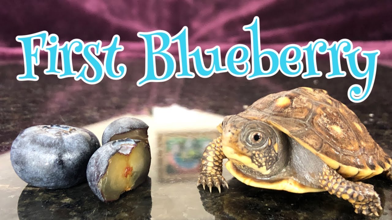 Baby Turtle First Blueberry ASMR YouTube