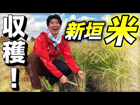 新垣勇人のお米、収穫しました！