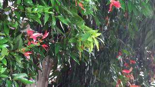 Rain to Sleep 🌧️ Serene Rain Ambience Sleep Aid for Deep Sleep and Total Calm