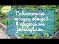 Совместные посадки овощей в природном земледелии. Долгих Анна