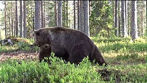 Best Bear Fight Ever