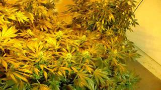 Bubba Ash's Kush Medicinal Grow 003.AVI