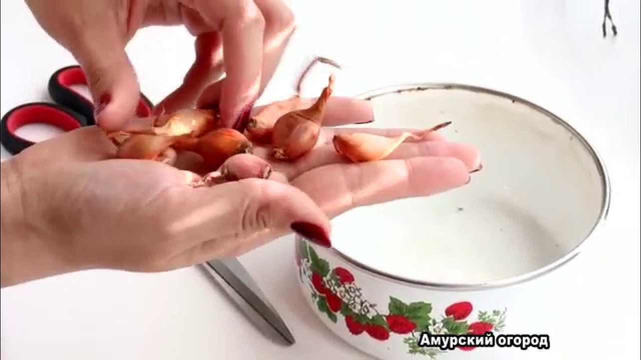 Как замочить тюльпаны перед посадкой. Как обрезать севок перед посадкой.