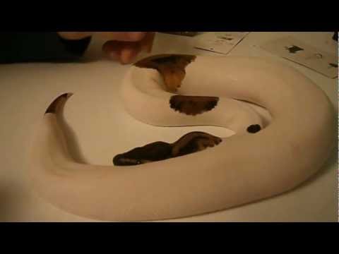 2012 Male Pied Ball Python Update