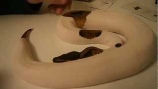 2012 Male Pied Ball Python Update