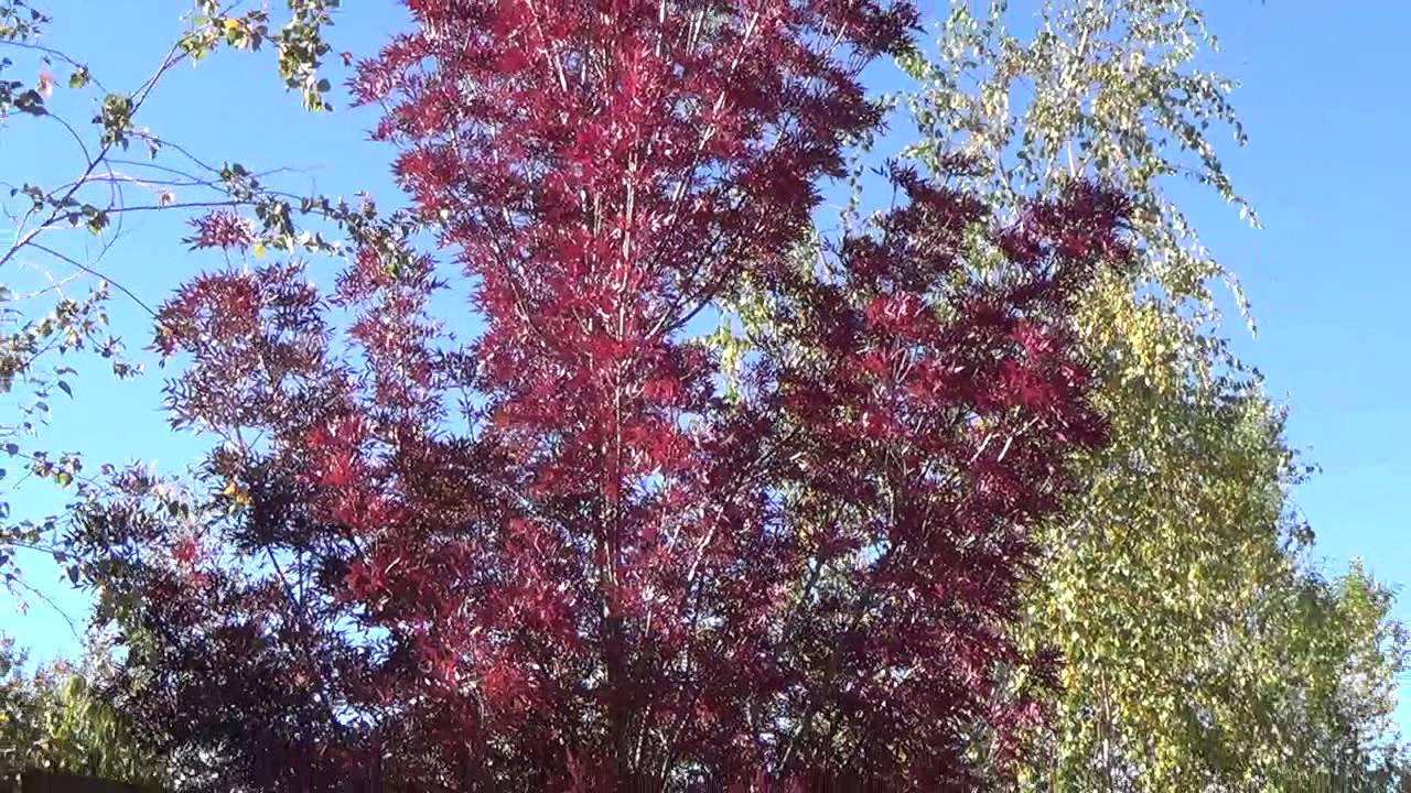 Raywood ash tree in fall
