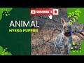 "Adorable Hyena Puppies: Playful Moments in the Wild"