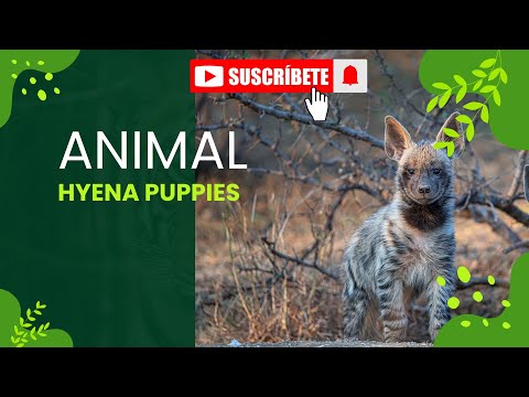 'Adorable Hyena Puppies: