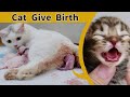 Cat Giving Birth to 6 Kittens