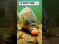 Machli ne kaise khaya? 🐟😲 (How did the fish eat it?) #shorts #shortsfeed #shortsvideo #viral
