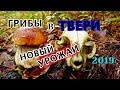 Новый урожай грибов в Тверской обл.08.07.2019