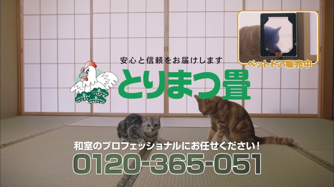 Cm とりまつ畳 ネコ Youtube