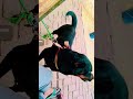 cute to hai ye😘😘😜😜#shortsfeed #shortsviral #rottweiler #youtubeshorts #anmals #shortvideo #2026