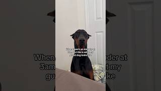 She would politely tell them to leave  #doberman #dobermanpinscher #dogshorts #funny #funnydogs