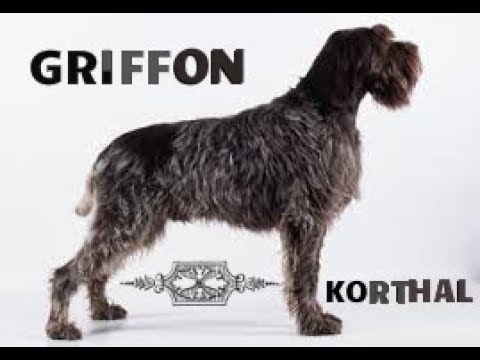 Griffon Korthal Education Canine Prise En Main Youtube