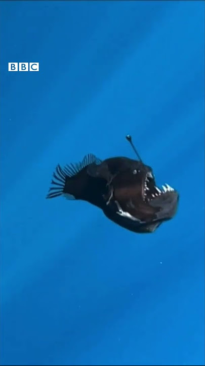 Ikan laut dalam terekam kamera untuk pertama kalinya di siang hari - BBC News Indonesia