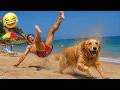 Golden Dogs Have No Idea They’re Comedy Stars 😂 Funny Dog Compilation 2026