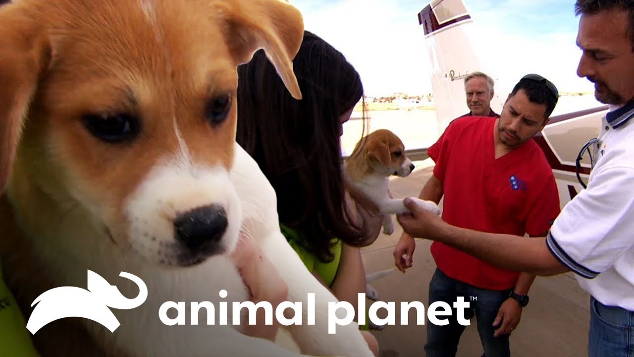Filhote viaja para ser operada por Dr. Jeff | Veterinário das montanhas | Animal Planet Brasil camera iphone 8 plus apk