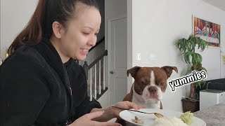 Breakfast With My Boston Terrier Dog