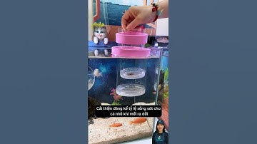 To keep small fish safe, an isolation box is indispensable #aquarium #youtubeshorts