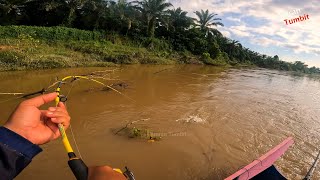 Sampai lupa tarikan ikan baung