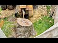 27 Horse Power Tree Stump Grinder at Work